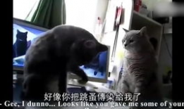 猫咪打架视频,一场视觉盛宴的打架视频回顾