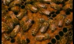 养蜂技术视频,从入门到精通的实用指南